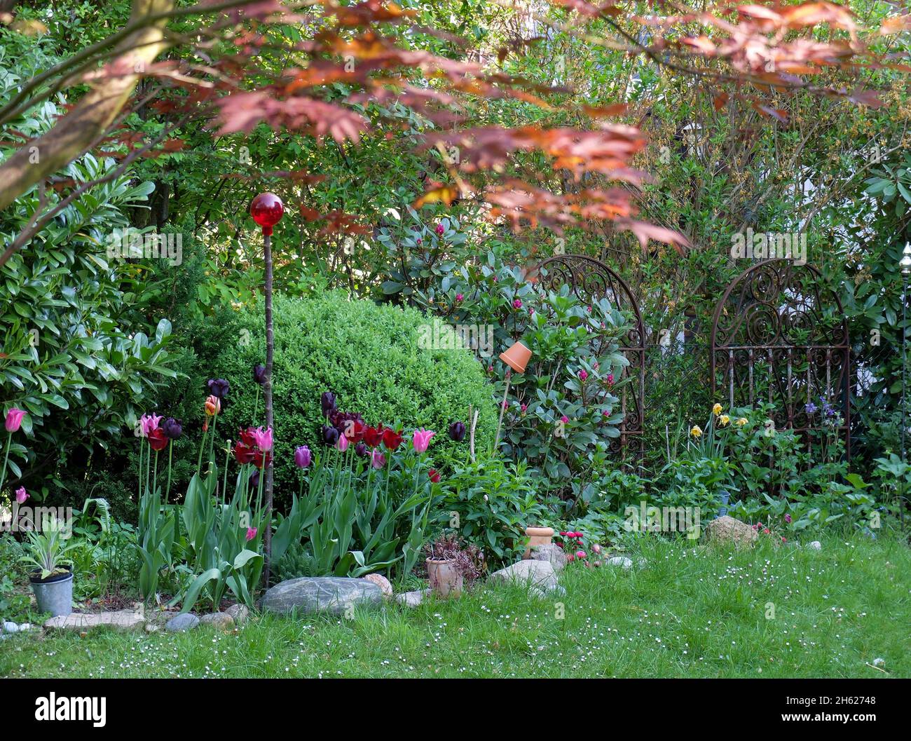 giardino sovrastato con tulipani (tulipa) Foto Stock