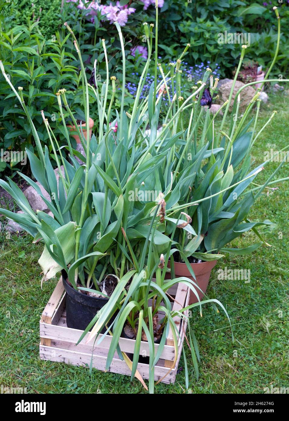 scavare le lampadine tulipano (tulipa) dopo la fioritura, ma non rimuovere le foglie verdi Foto Stock