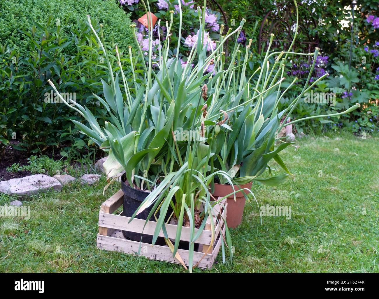 scavare le lampadine tulipano (tulipa) dopo la fioritura, ma non rimuovere le foglie verdi Foto Stock