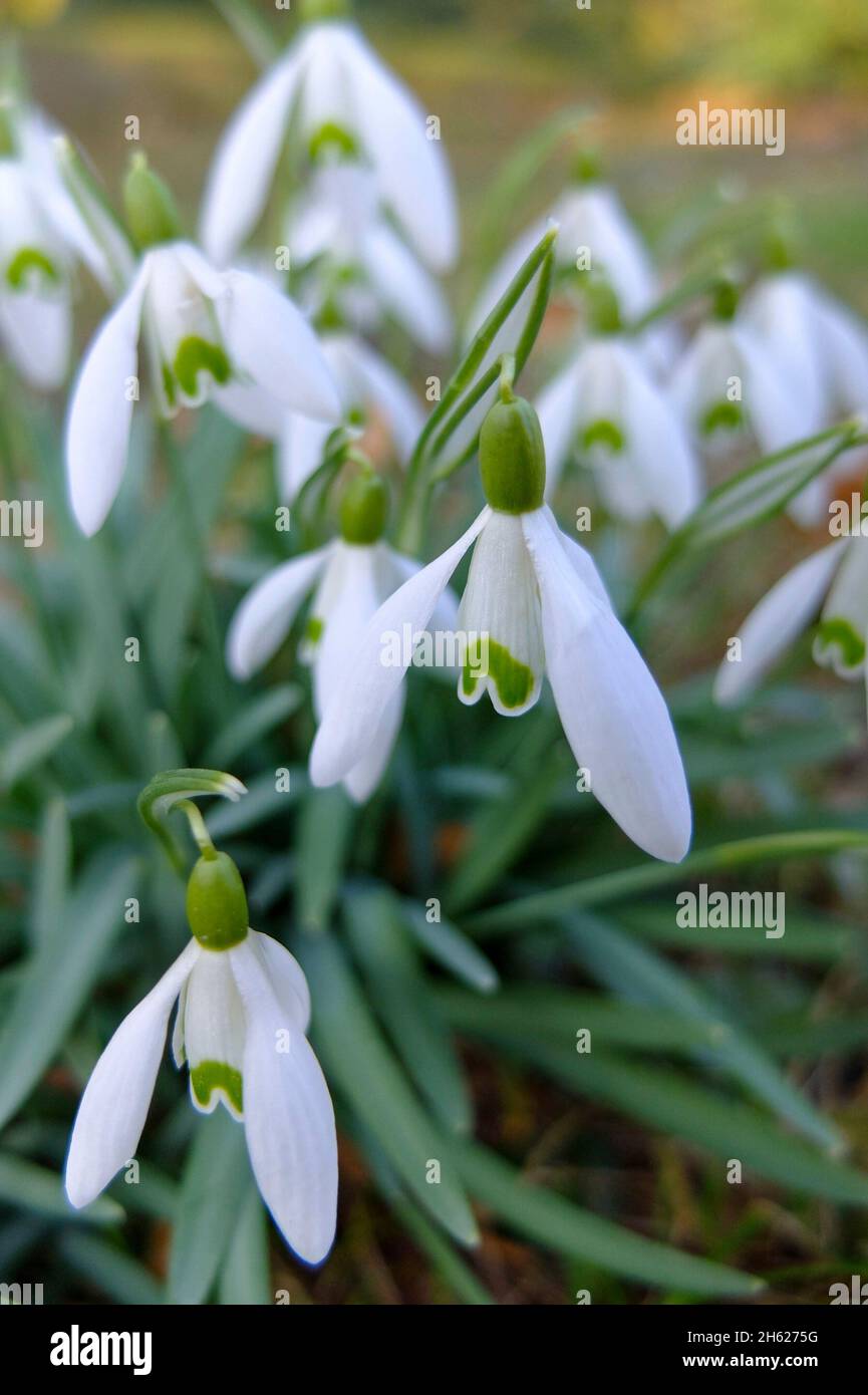 Snowdrop (Galanthus nivalis) Foto Stock