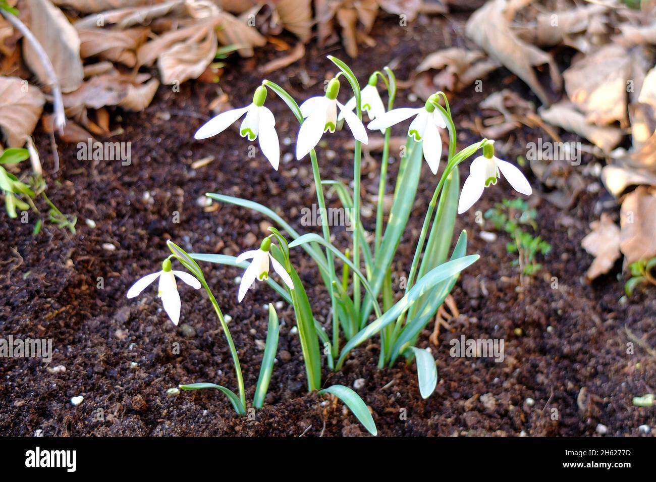 Snowdrop (Galanthus nivalis) Foto Stock