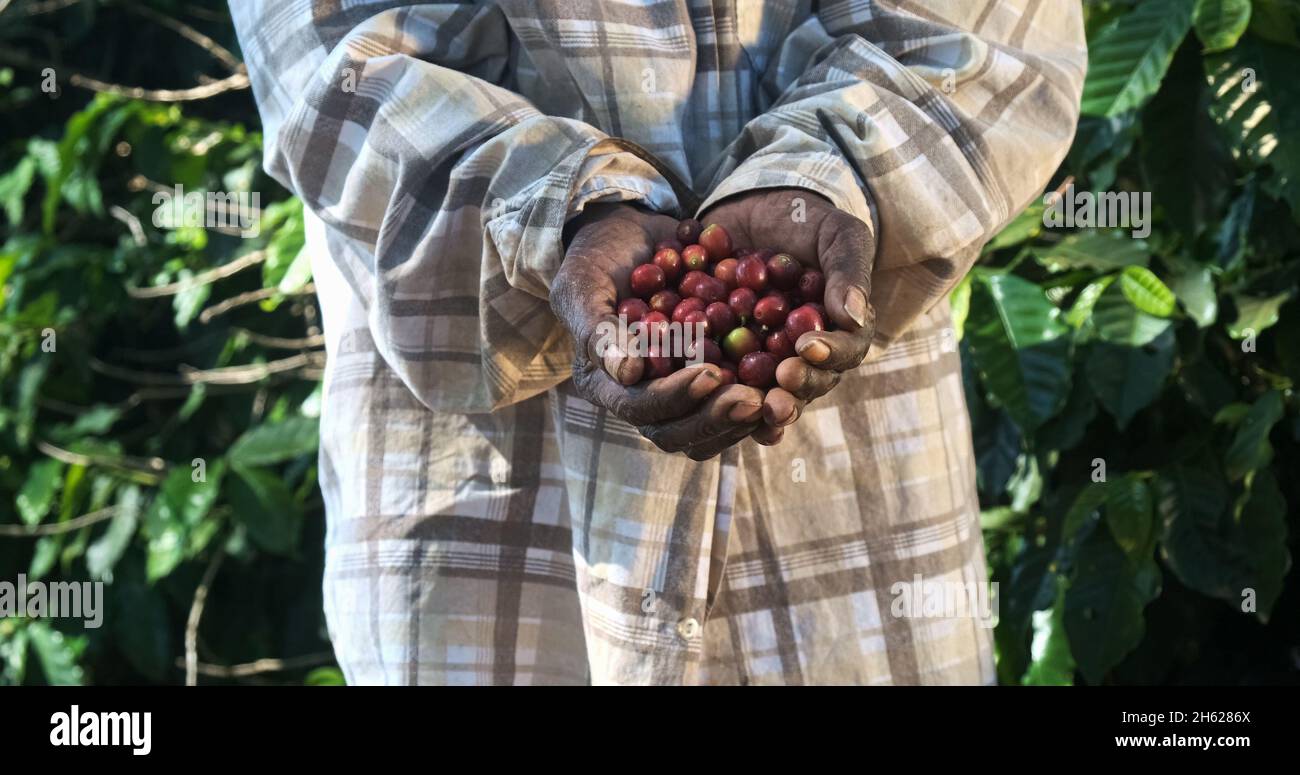 Donna contadina americana africana che mostra raccolti chicchi di caffè rosso nelle sue mani. Donna contadina sta raccogliendo caffè in azienda, caffè arabica. Foto Stock