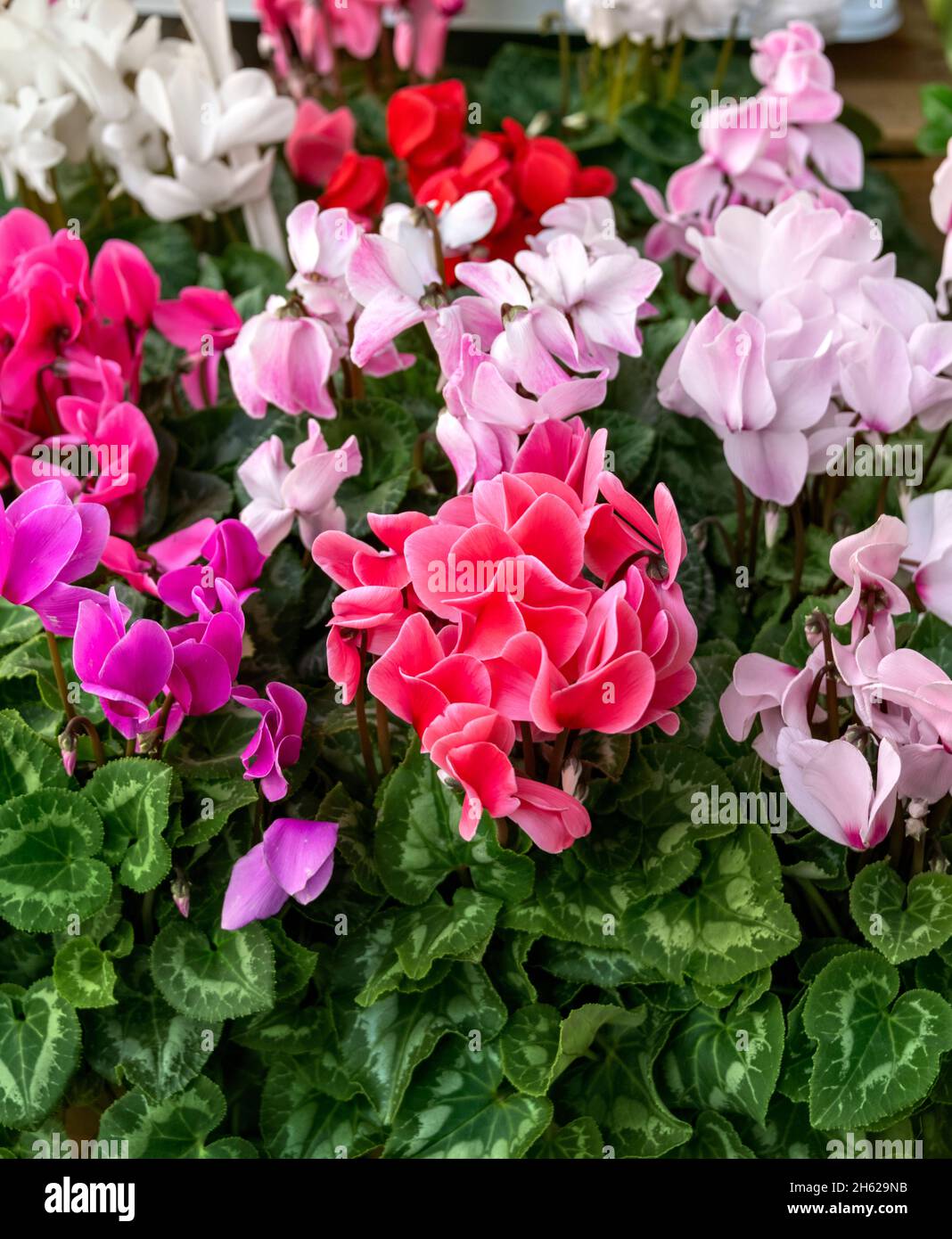 Ciclamino rosa e viola in vaso, Ajaccio Francia Foto Stock