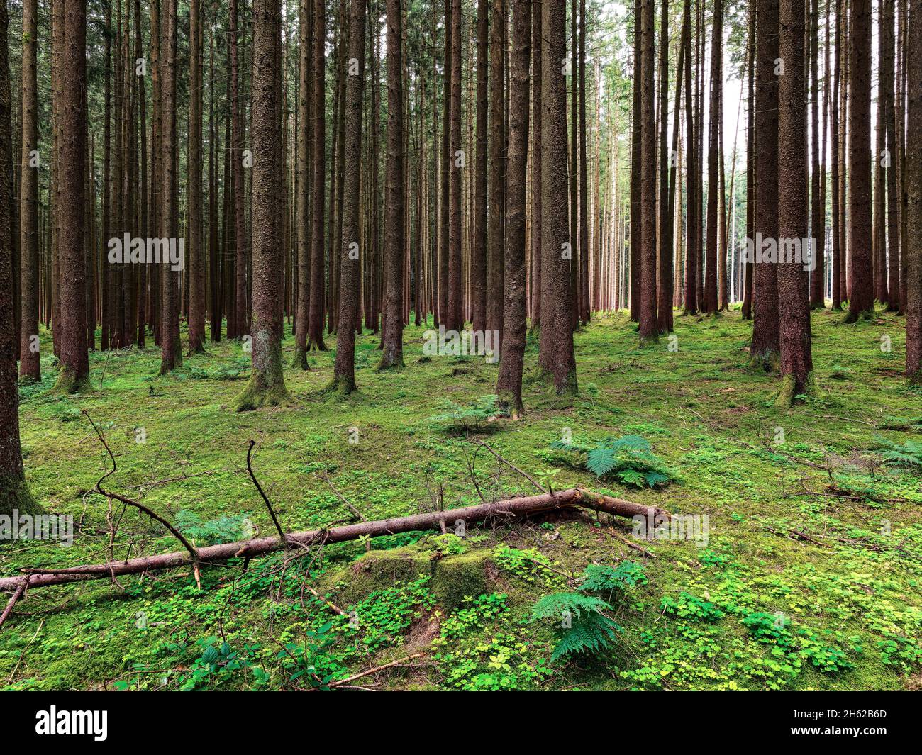 foreste occidentali di augusta Foto Stock