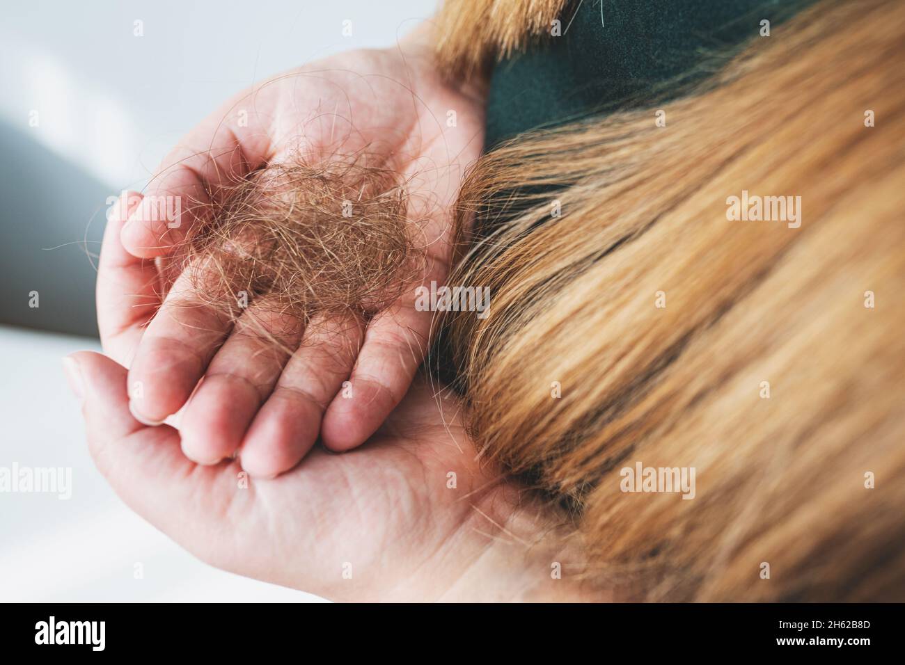 Problema di perdita dei capelli o concetto di alopecia. Le mani della donna che tengono i capelli persi molto vicino-in su. Messa a fuoco selettiva. Donna caucasica irriconoscibile con capelli lunghi e marroni. Foto Stock