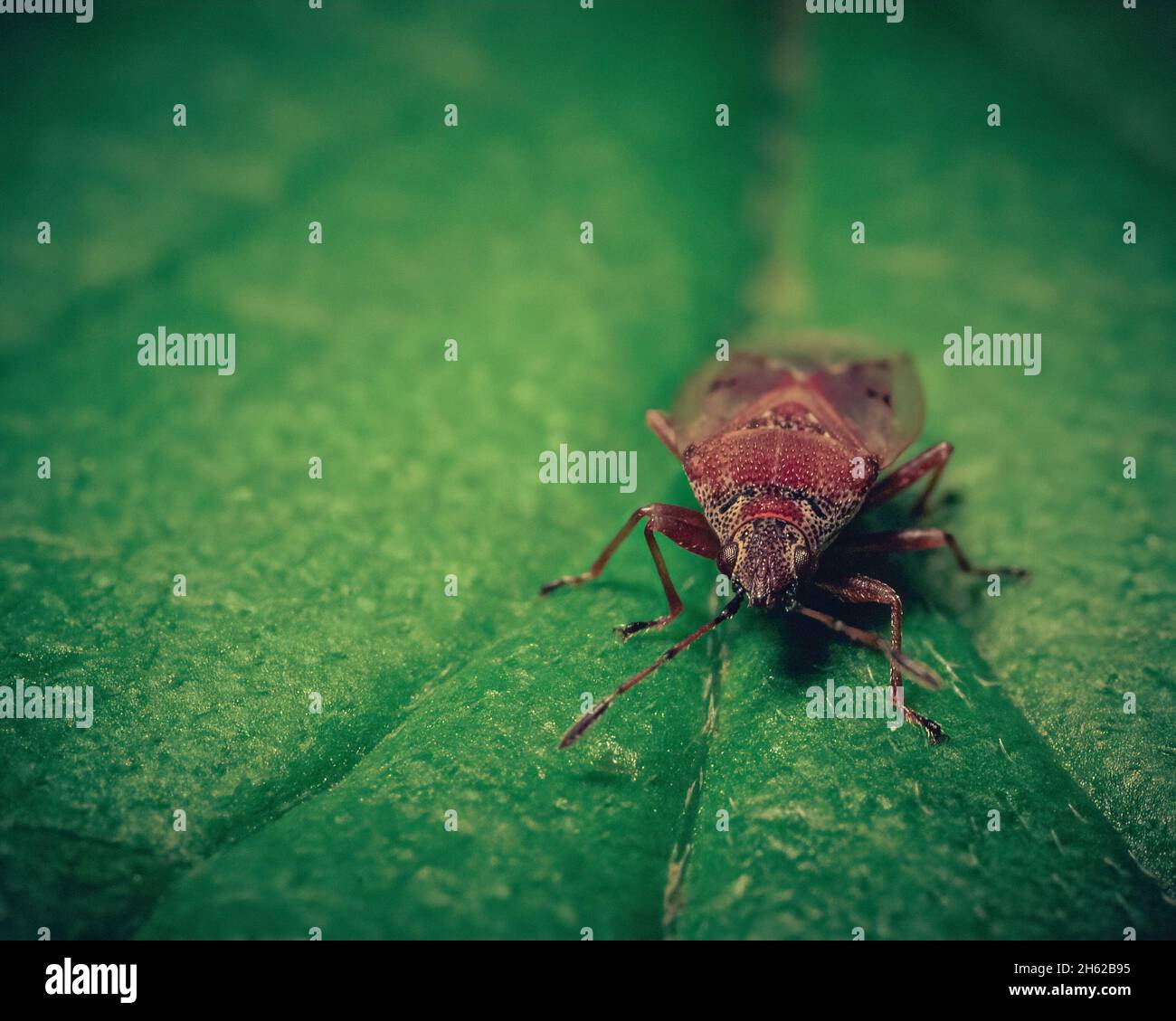 Piccolo e piccolo bug rosso su una foglia verde in una foresta. Acquisizione macro. Foto Stock