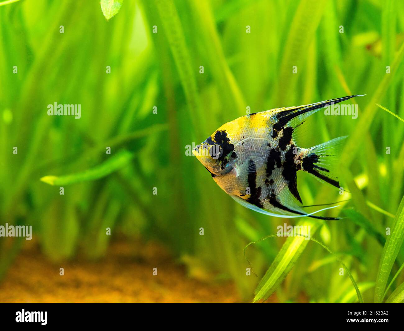 Angelfish di marmo (pterophyllum scalare) isolato in pesci di serbatoio con sfondo sfocato Foto Stock