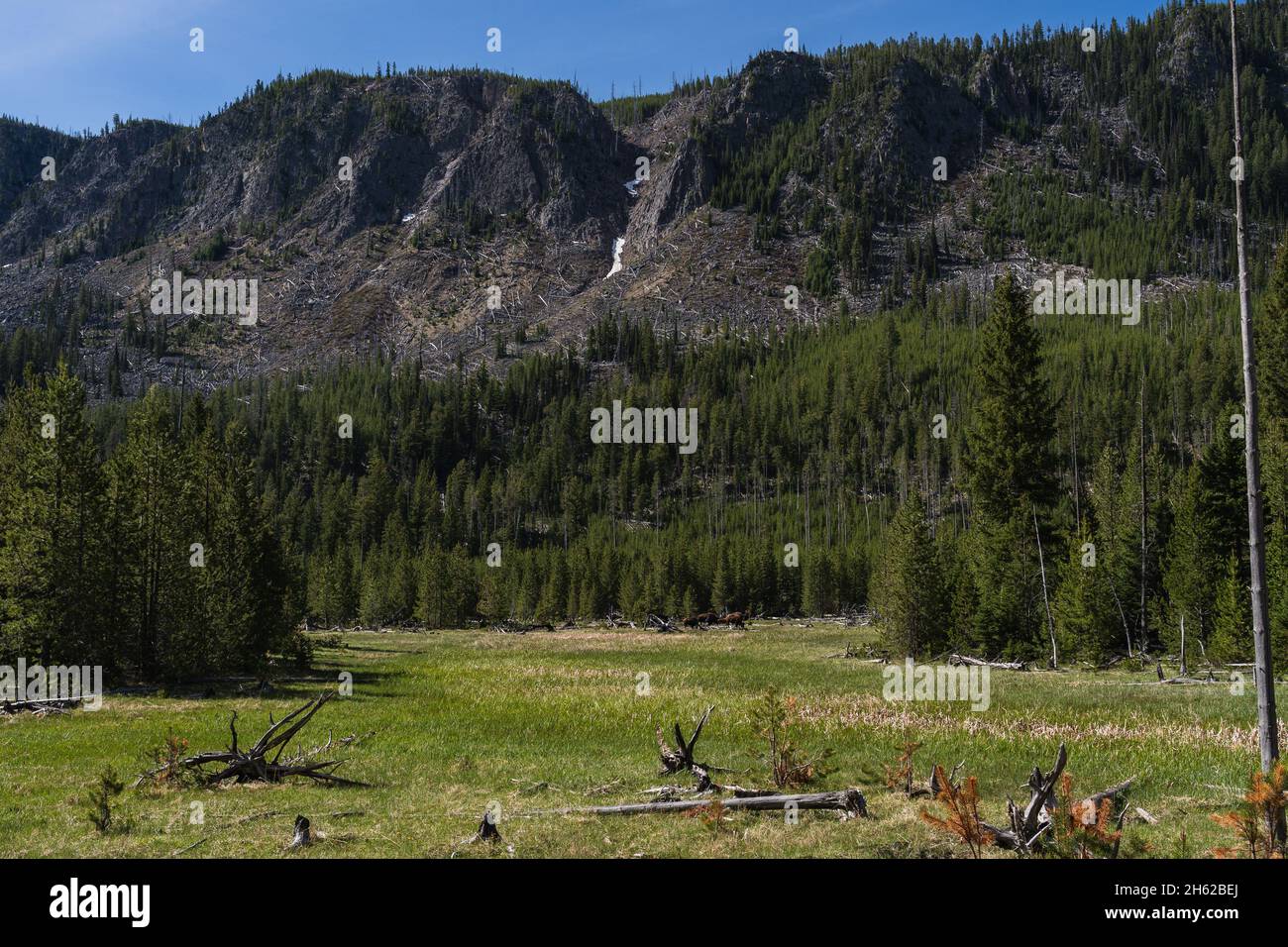 Un gregge di bisonti di fronte ad un'alta montagna in Yellowstone Foto Stock Un gregge di bisonti di fronte ad un'alta montagna in Yellowstone Foto Stock
