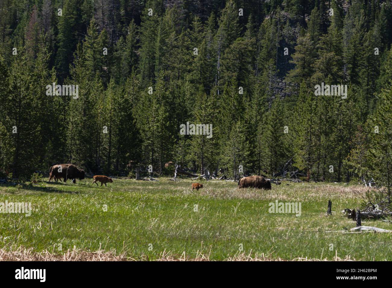 Un gregge di bisonti di fronte ad un'alta montagna in Yellowstone Foto Stock Un gregge di bisonti di fronte ad un'alta montagna in Yellowstone Foto Stock