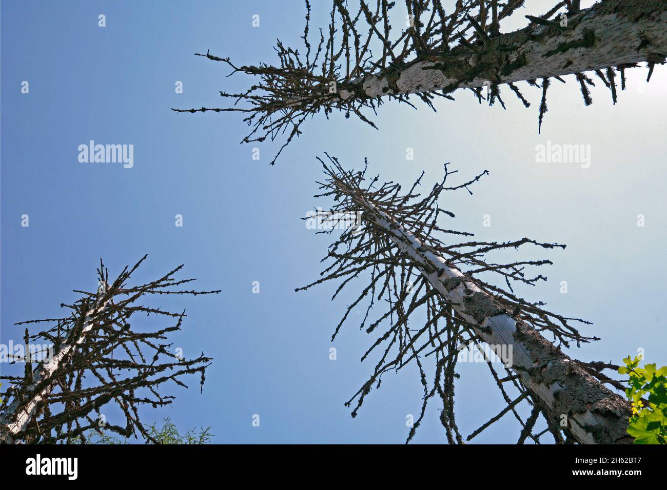 alberi di abete rosso morti dal coleottero della corteccia contro il cielo blu Foto Stock
