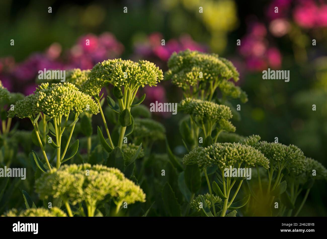 alto sedum (sedum telephium), boccioli di fiori chiusi, fiori estivi colorati bagliano sullo sfondo, luce della sera, germania Foto Stock