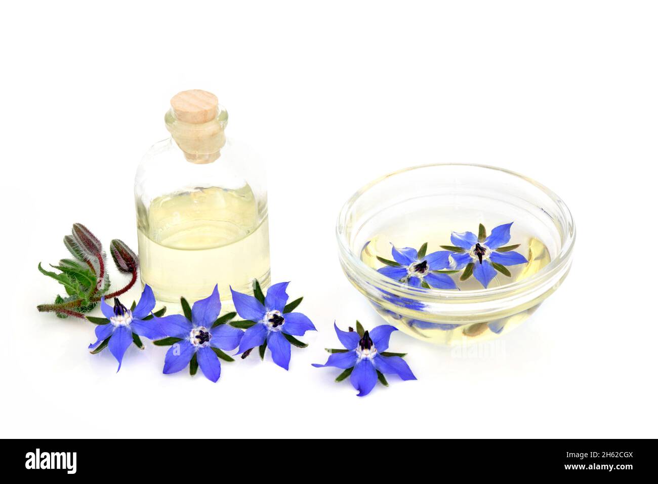 Fiori di borragine con bottiglia e infusione in ciotola. Usato in aromaterapia olio essenziale e medicina di erbe. Foto Stock