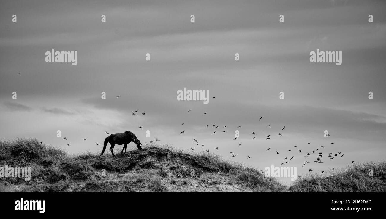 cavallo islandese e stelle nelle dune Foto Stock