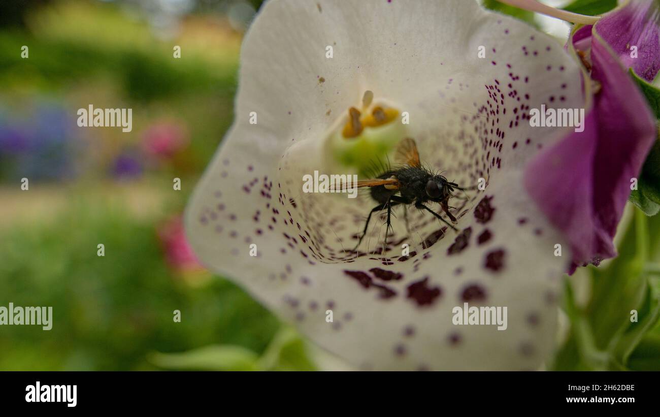 volare in fiore foxglove Foto Stock
