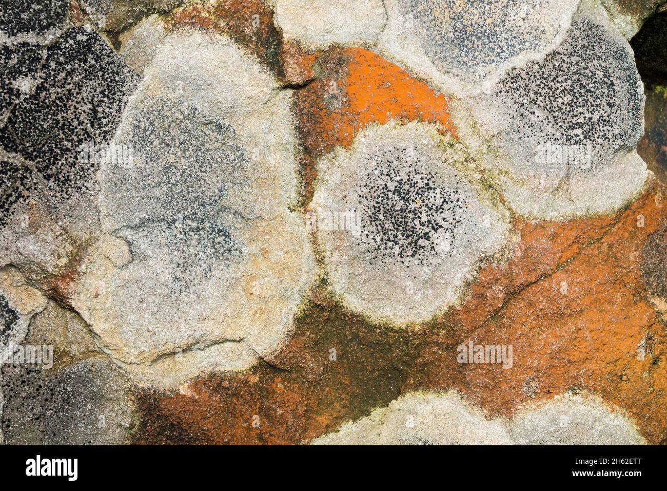 germania,baden-wuerttemberg,seebach,lichen su arenaria rossa sul hornisgrinde nella foresta nera. Foto Stock