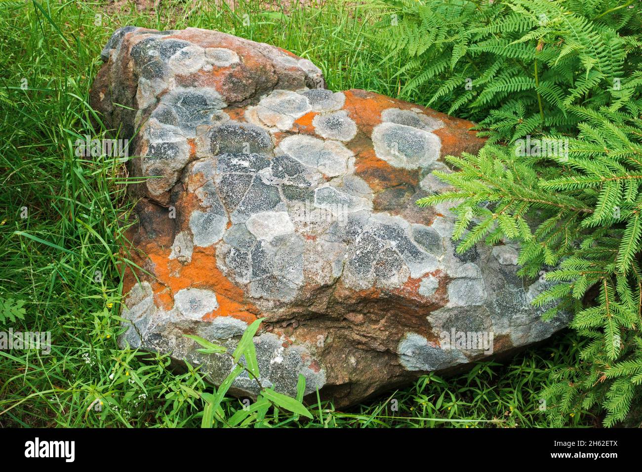 germania,baden-wuerttemberg,seebach,lichen su arenaria rossa sul hornisgrinde nella foresta nera. Foto Stock