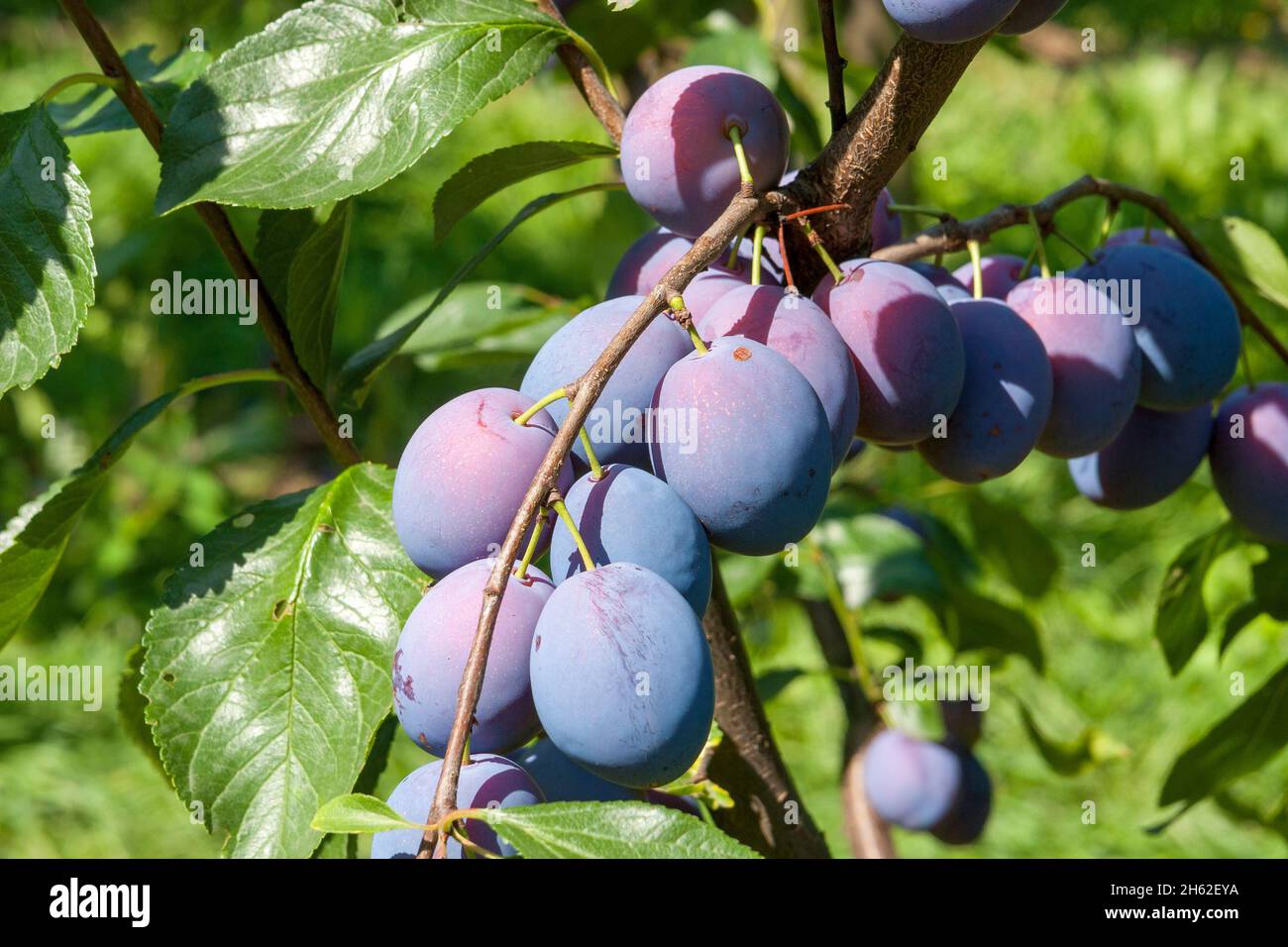 germania,baden-wuerttemberg,voggsburg im kaiserstuhl,prugne,prunus domestica,rosacee famigliari,prugne coltivate nel paesaggio culturale kaiserstuhl. Foto Stock