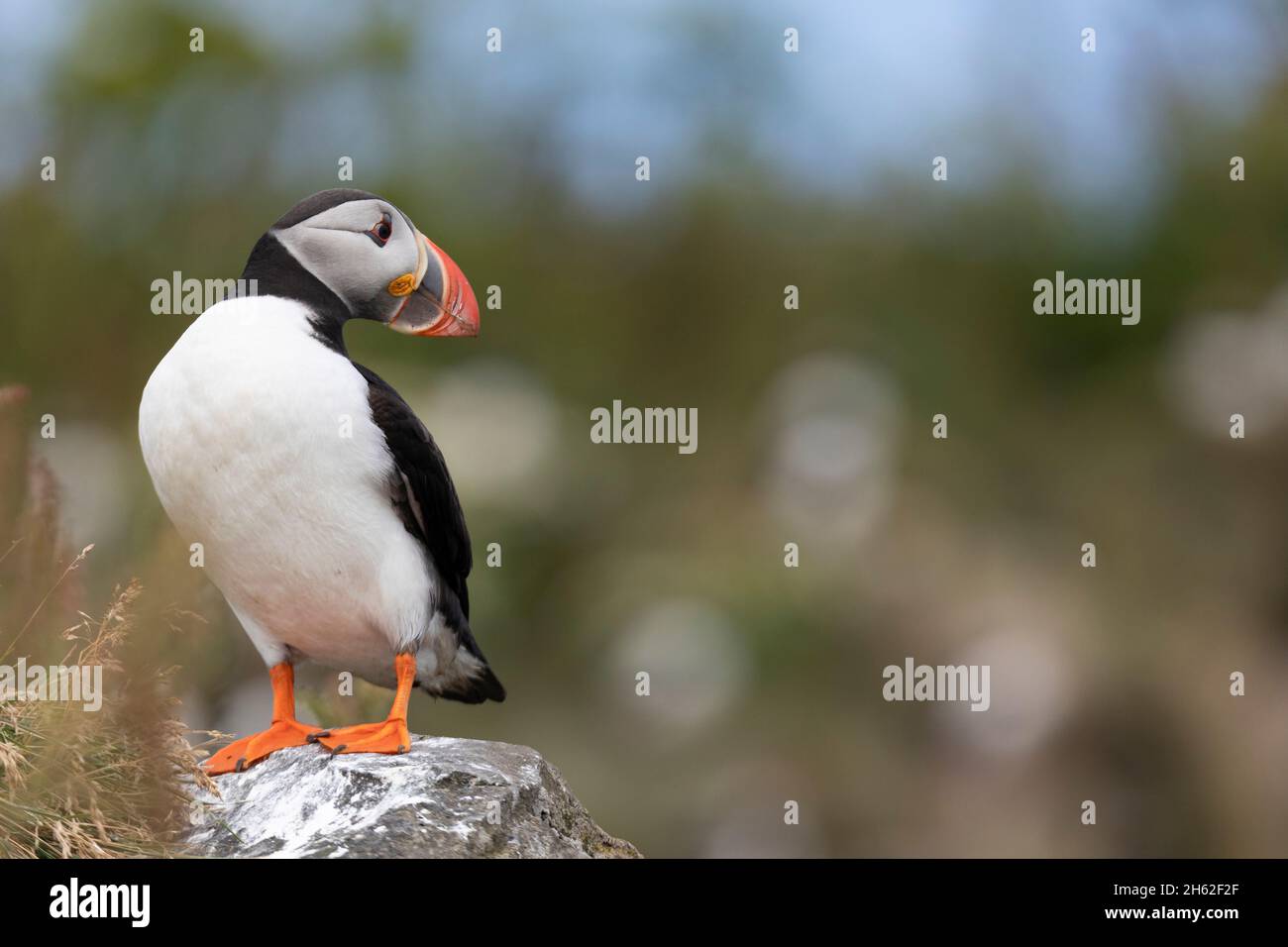 ritratto di un puffin. Foto Stock
