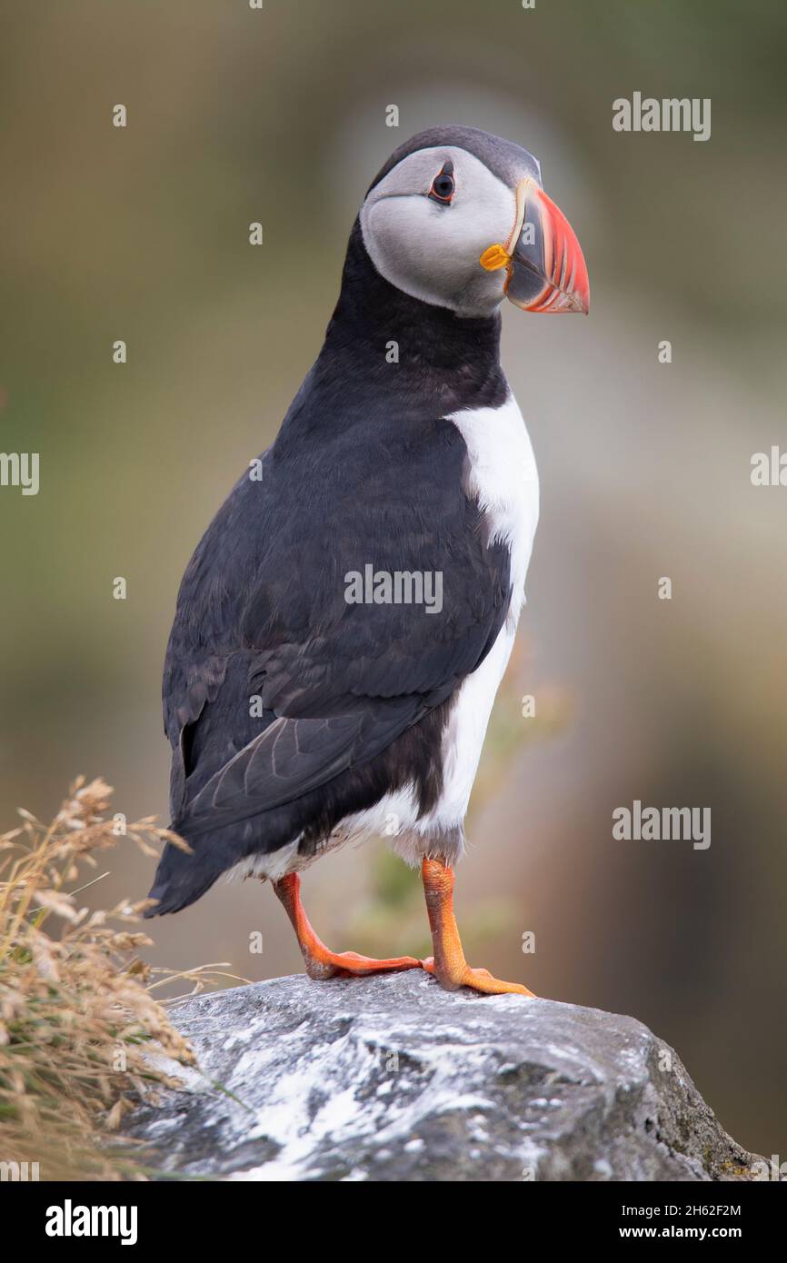 ritratto di un puffin. Foto Stock