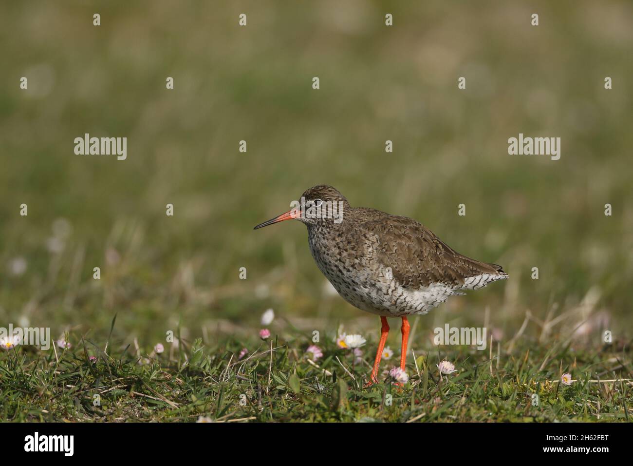 Redshank è un wader di medie dimensioni, comune nel Regno Unito, ovvio con le gambe rosse e la fattura lunga. Foto Stock