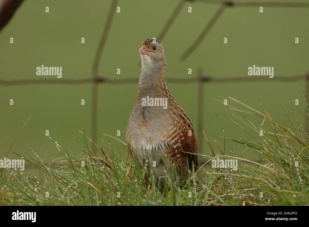 Il granoturco, una specie di allevamento primaverile/estivo nel nord della Scozia e nelle isole. La loro chiamata è inconfondibile, come una cifra che corre lungo un co Foto Stock