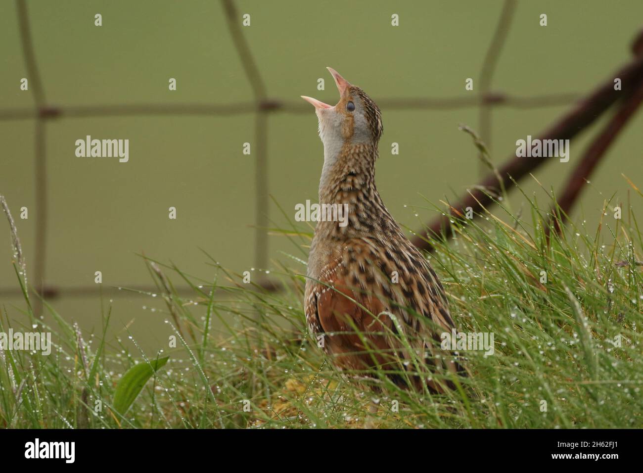 Il granoturco, una specie di allevamento primaverile/estivo nel nord della Scozia e nelle isole. La loro chiamata è inconfondibile, come una cifra che corre lungo un co Foto Stock