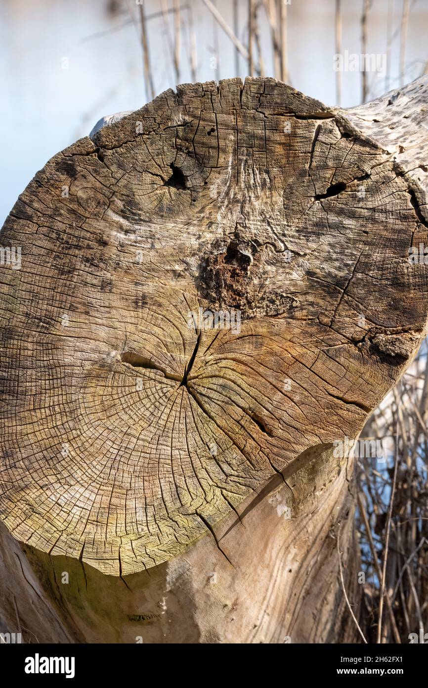 capriccio di natura 'faccia del leone' in una fetta di albero. Foto Stock