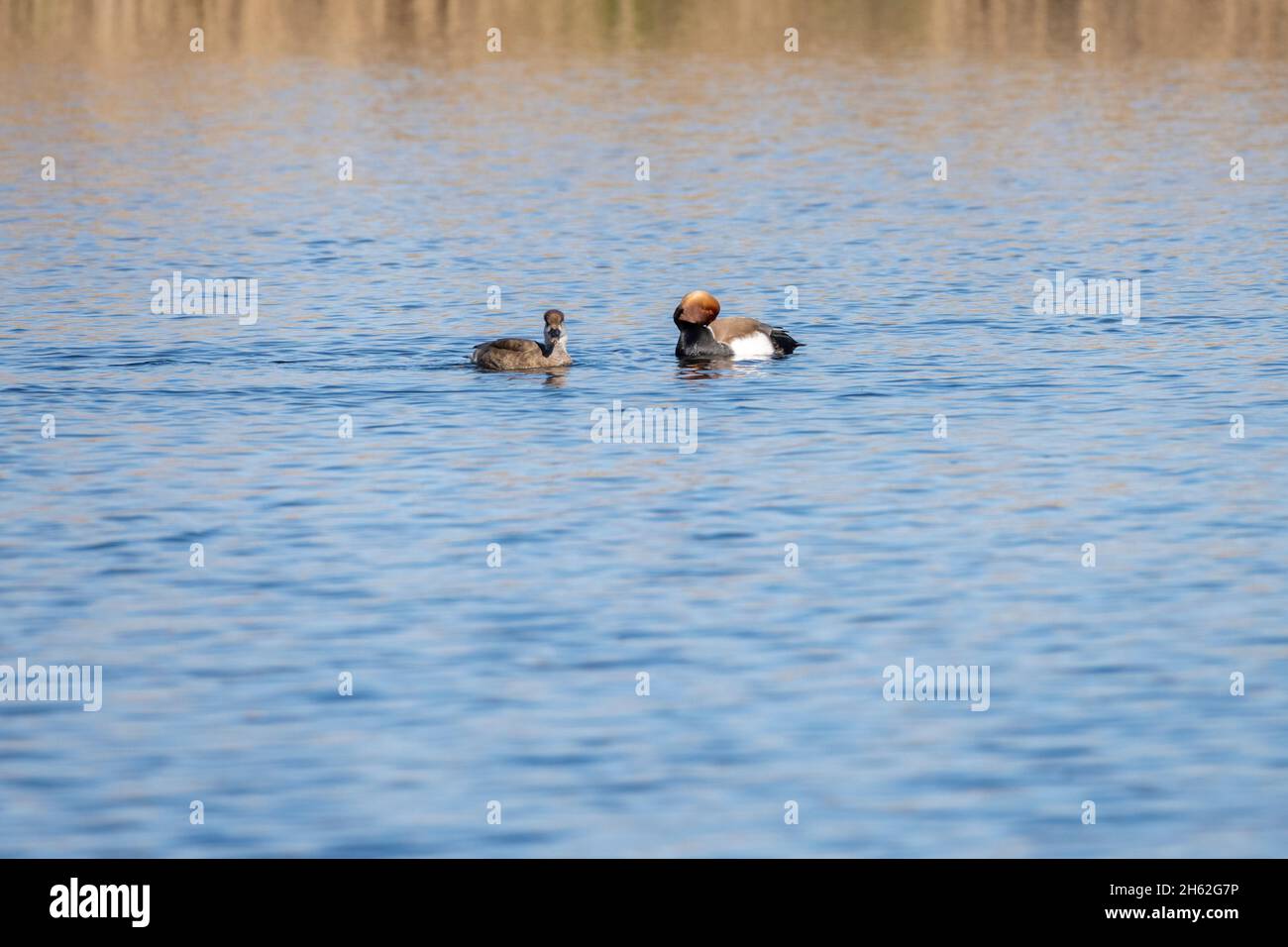 anatre crestate rosse (netta rufina) Foto Stock