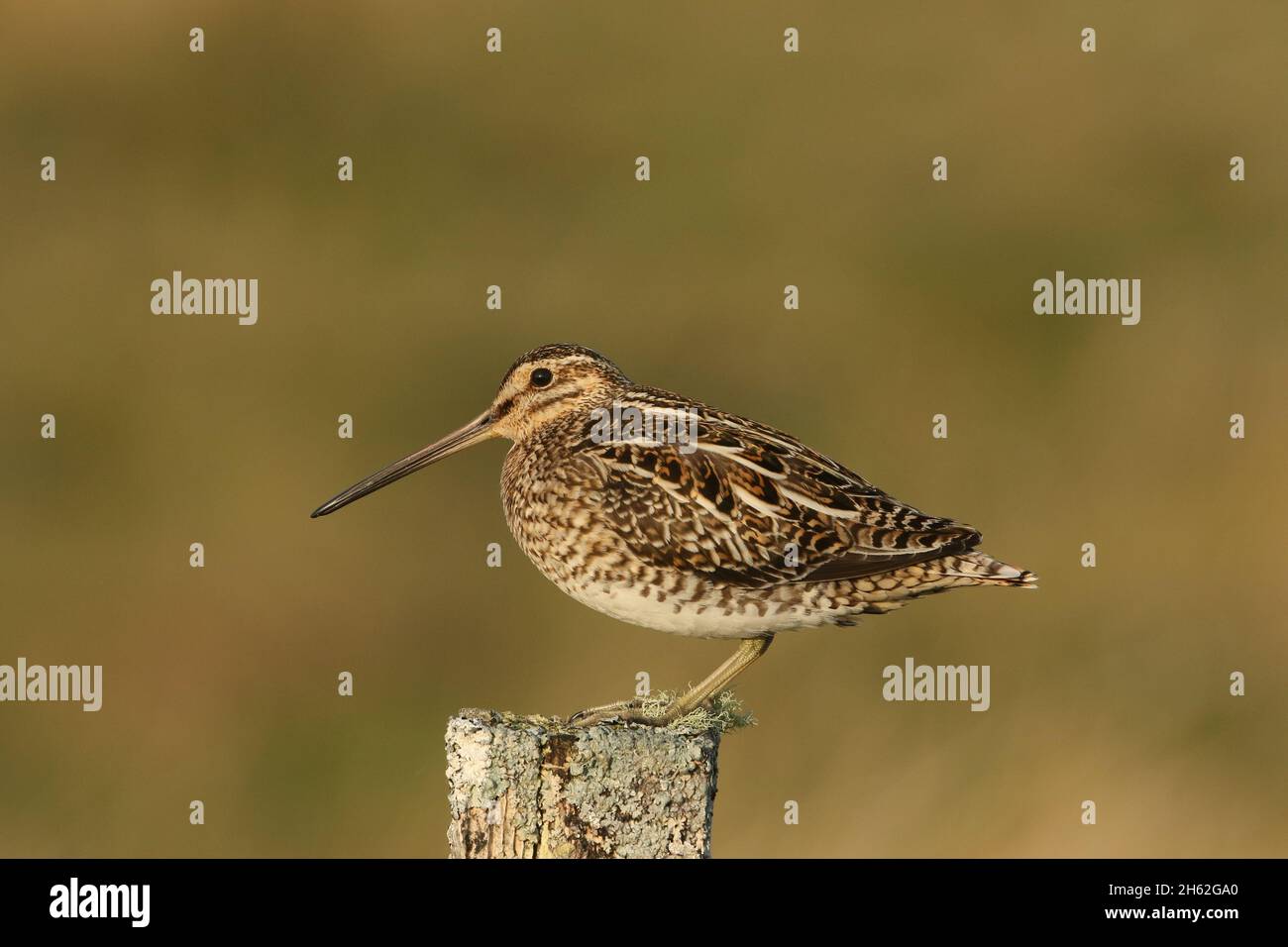 Snipe è un piccolo a medio formato wader. Qui, appollaiato su un palco da cui chiamano durante la stagione dell'allevamento. Facilmente fotografato da un'auto. Foto Stock