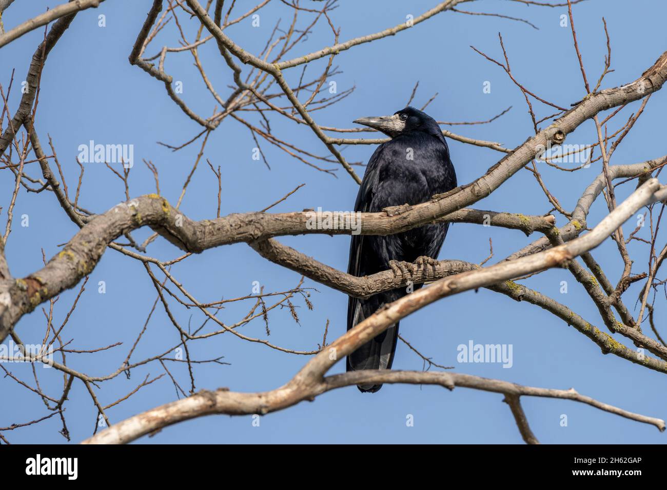 raven, corvidae (corvidae) Foto Stock