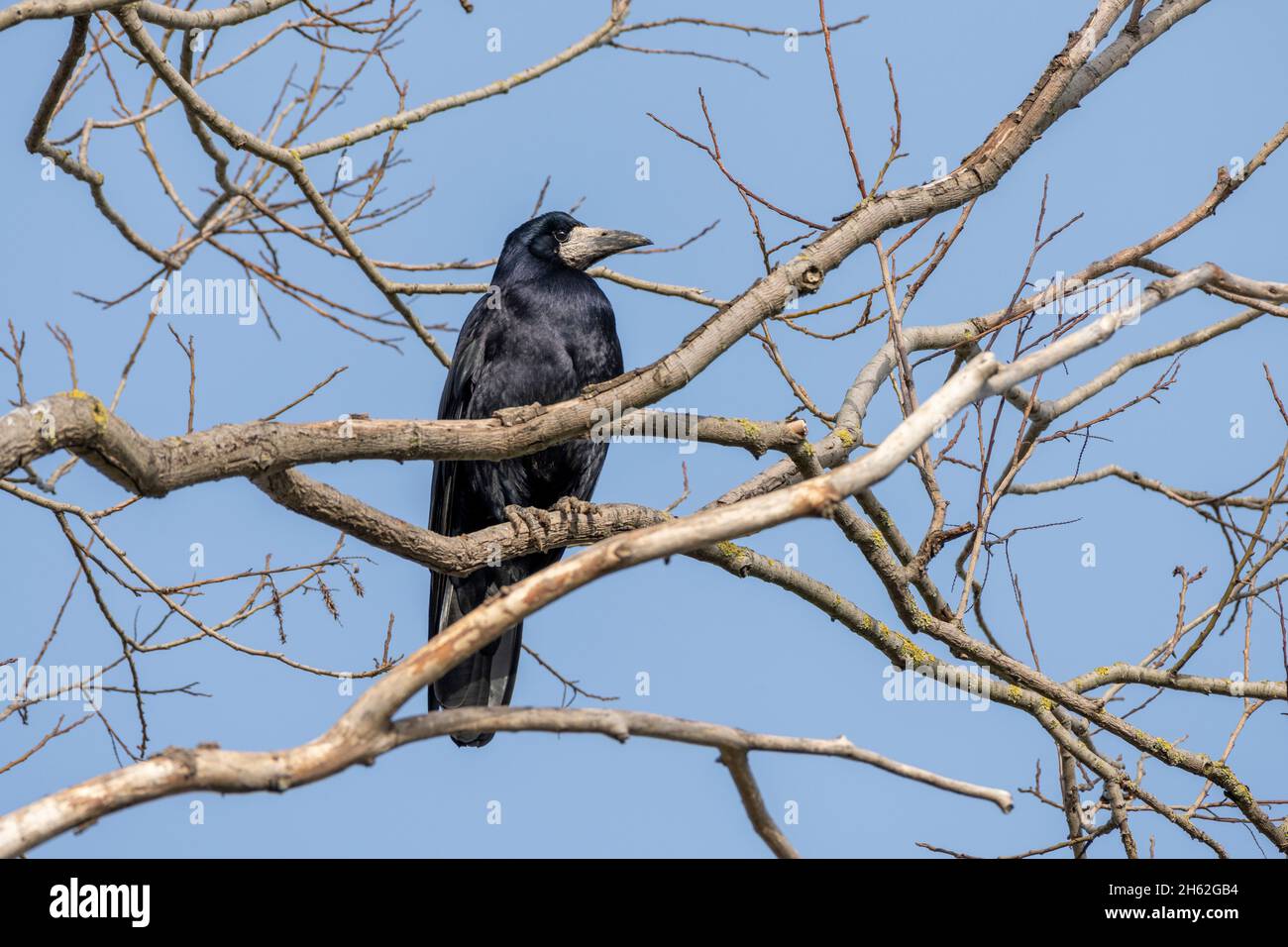 raven, corvidae (corvidae) Foto Stock