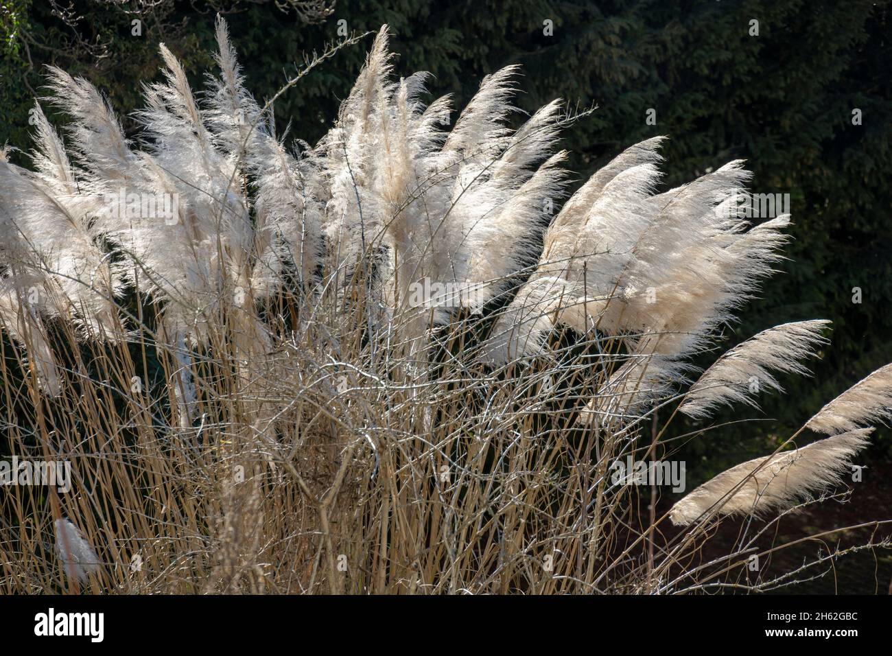 erba americana di pampas (cortaderia selloana) anche erba di pampas d'argento della famiglia delle erbe dolci (poaceae). Foto Stock