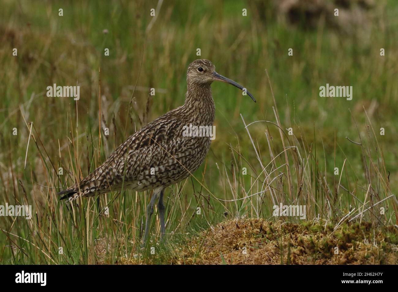 Il curlew è stato una specie in declino nel Regno Unito negli ultimi decenni a causa dei cambiamenti nelle pratiche agricole e del drenaggio di habitat di nidificazione adatto Foto Stock