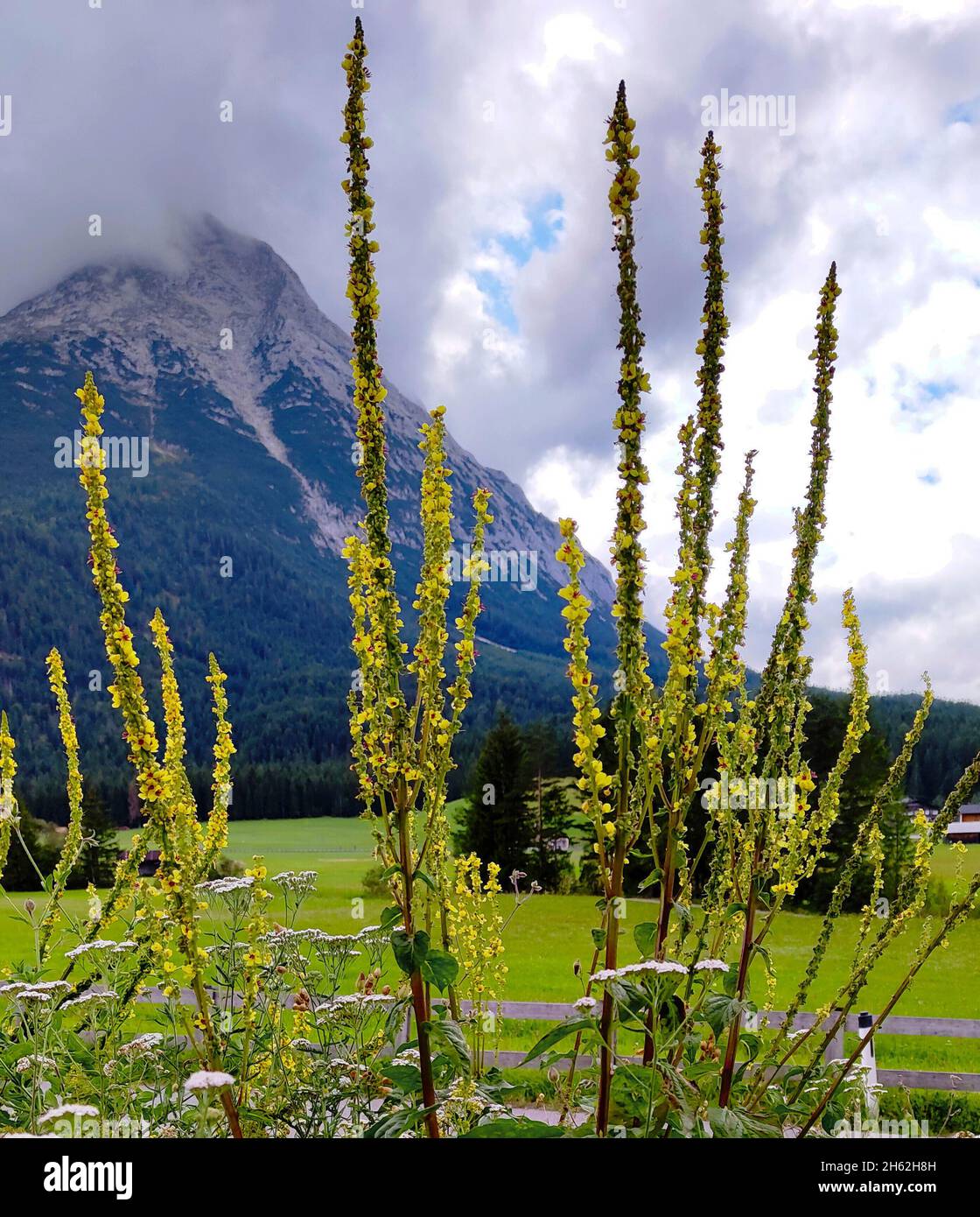 mullein scuro, verbascum nigrum Foto Stock