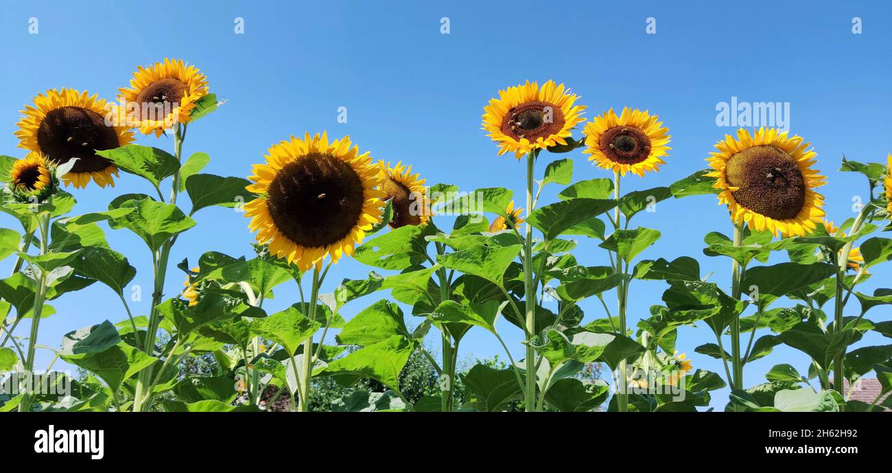 girasoli contro un cielo blu Foto Stock