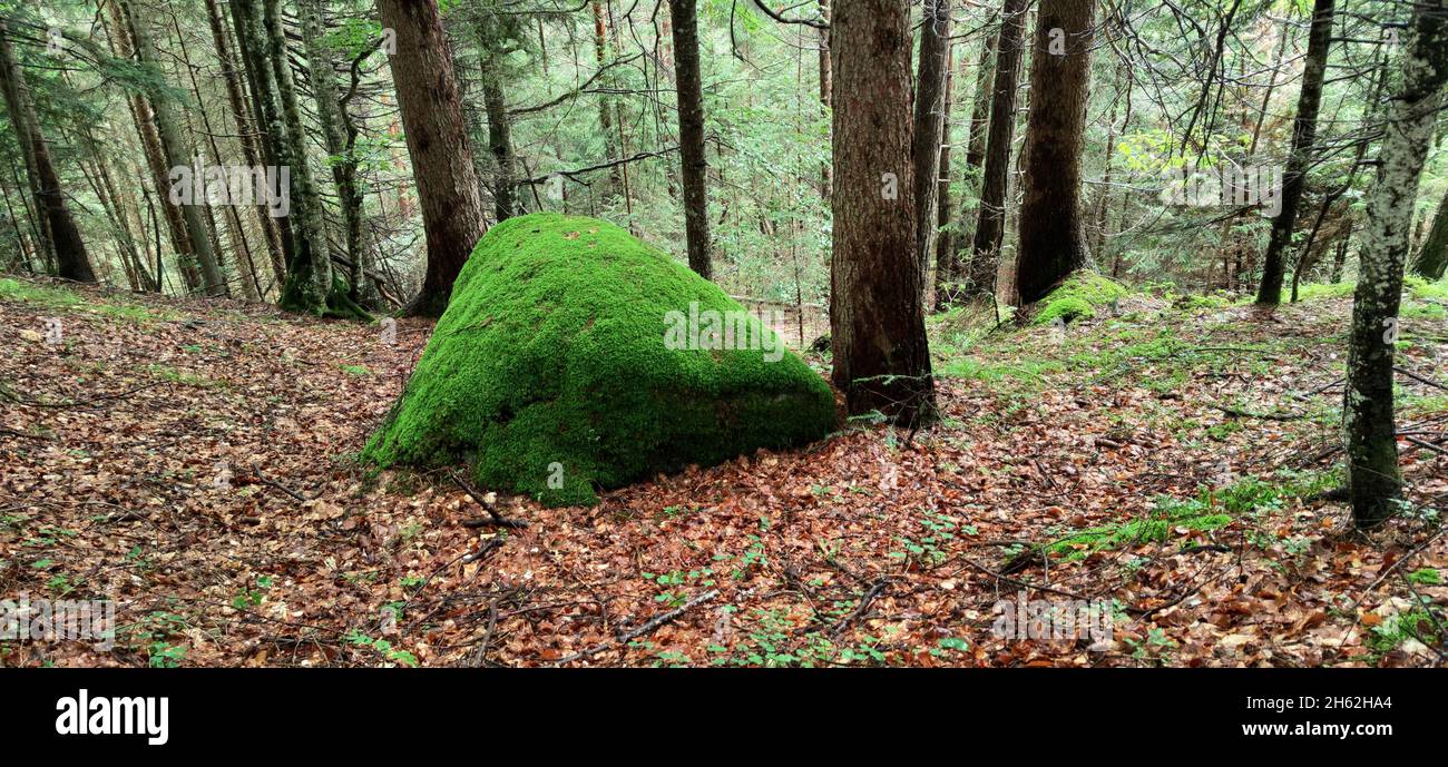 il muschio copre un enorme masso nella foresta mista Foto Stock