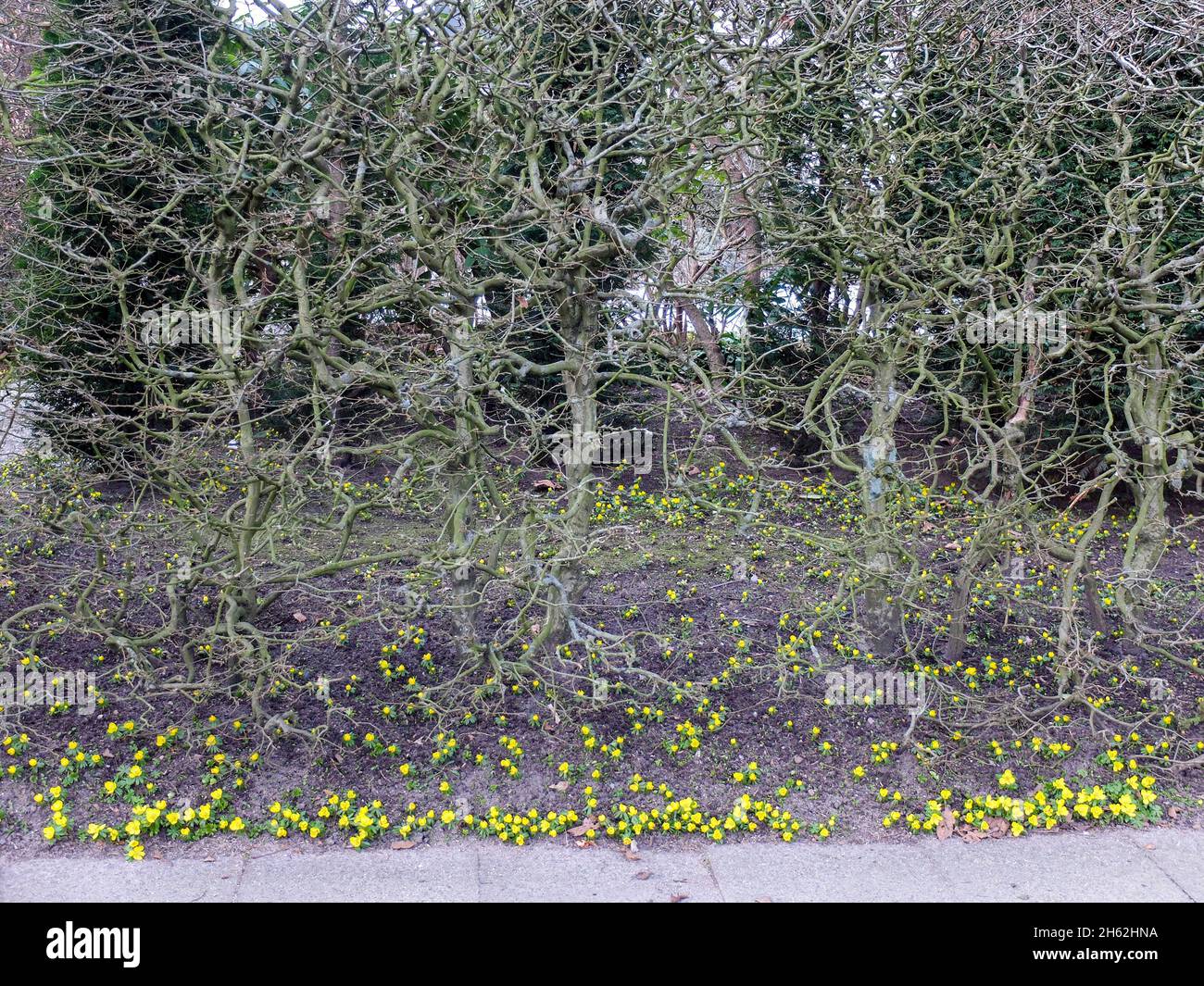 gli svernamenti (eranthis hyemalis) sotto una siepe di faggio Foto Stock