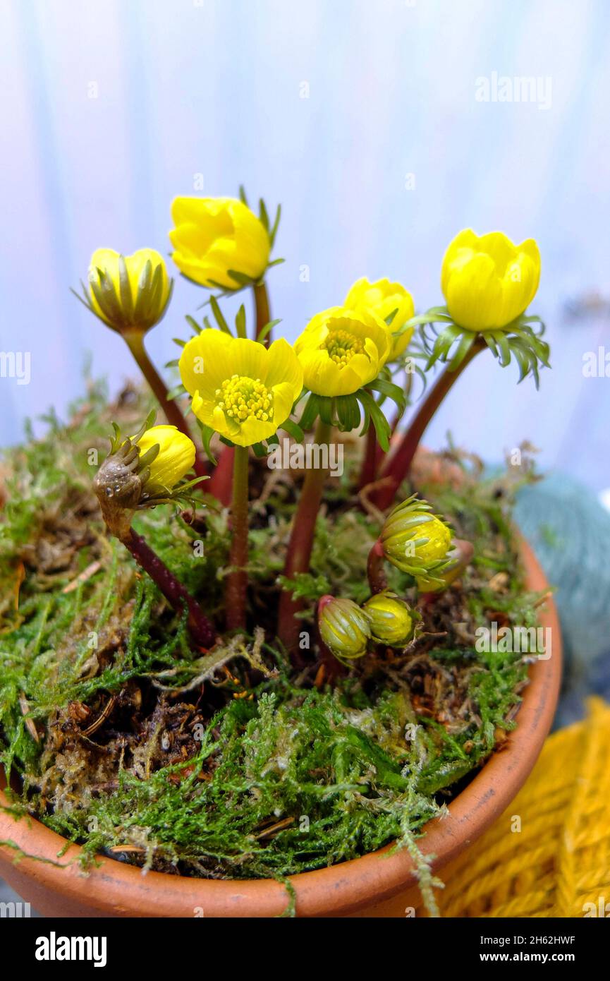 winterlings (eranthis hyemalis) in un pot, coperto di muschio Foto Stock