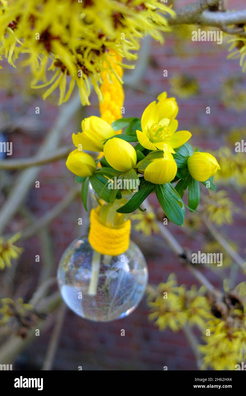 winterlings (eranthis hyemalis), bouquet di primavera in un piccolo vaso sulla nocciola della strega (hamamelis) Foto Stock