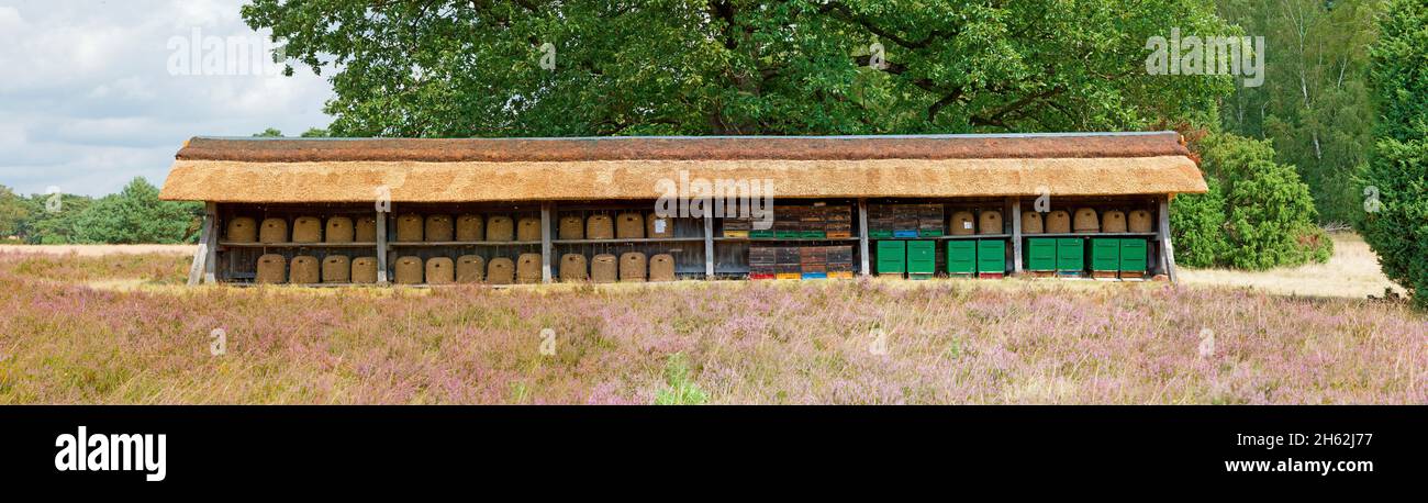 apiary nella brughiera di lueneburg, bassa sassonia, germania, europa Foto Stock