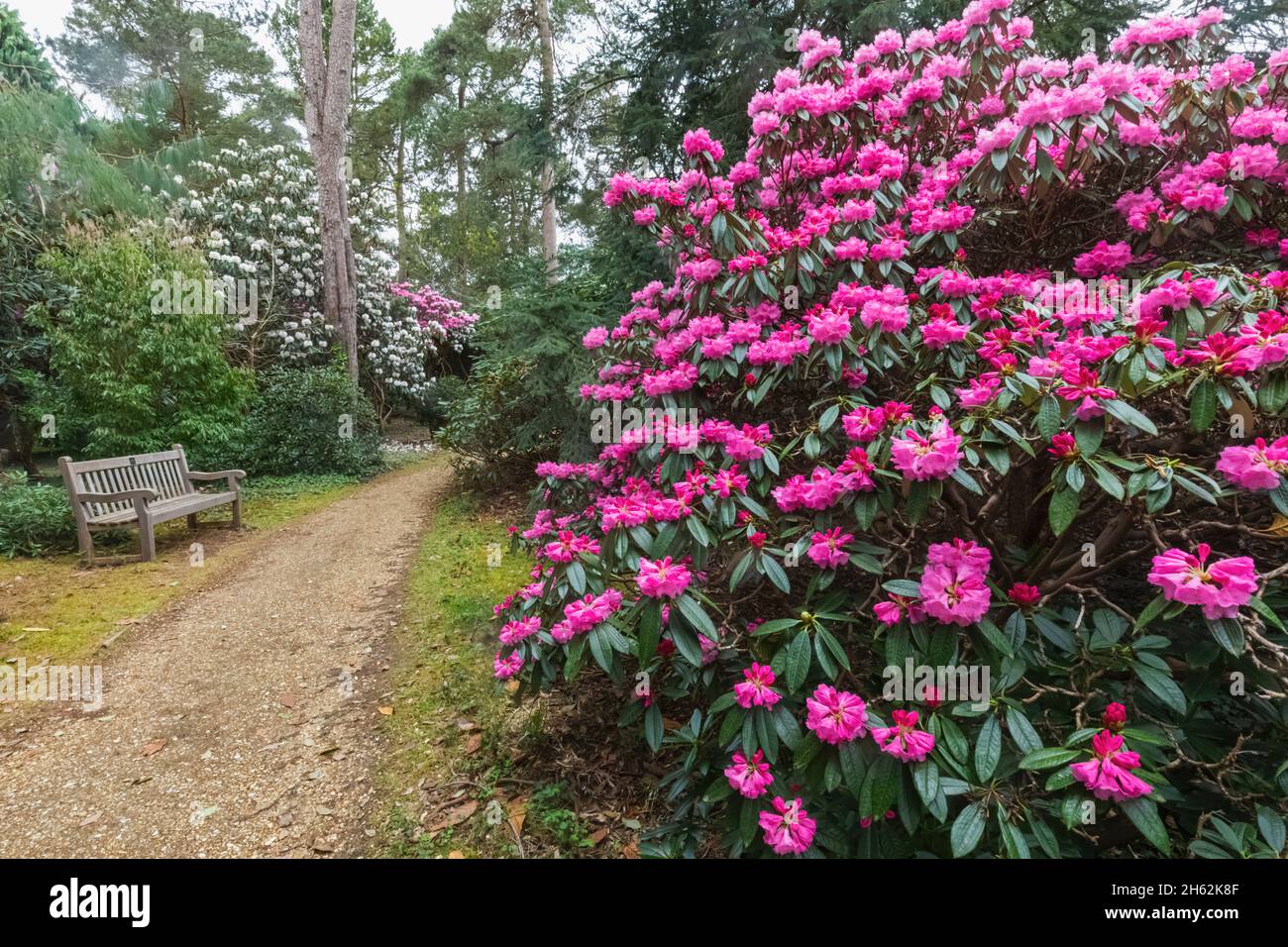 inghilterra,hampshire,romsey,ampfield,hillier gardens,rododendri colorati in fiore Foto Stock