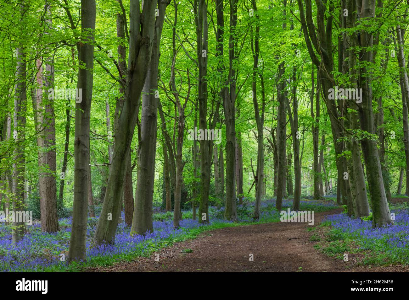 inghilterra, hampshire, hinton ampner, sentiero vuoto nei boschi di bluebell Foto Stock
