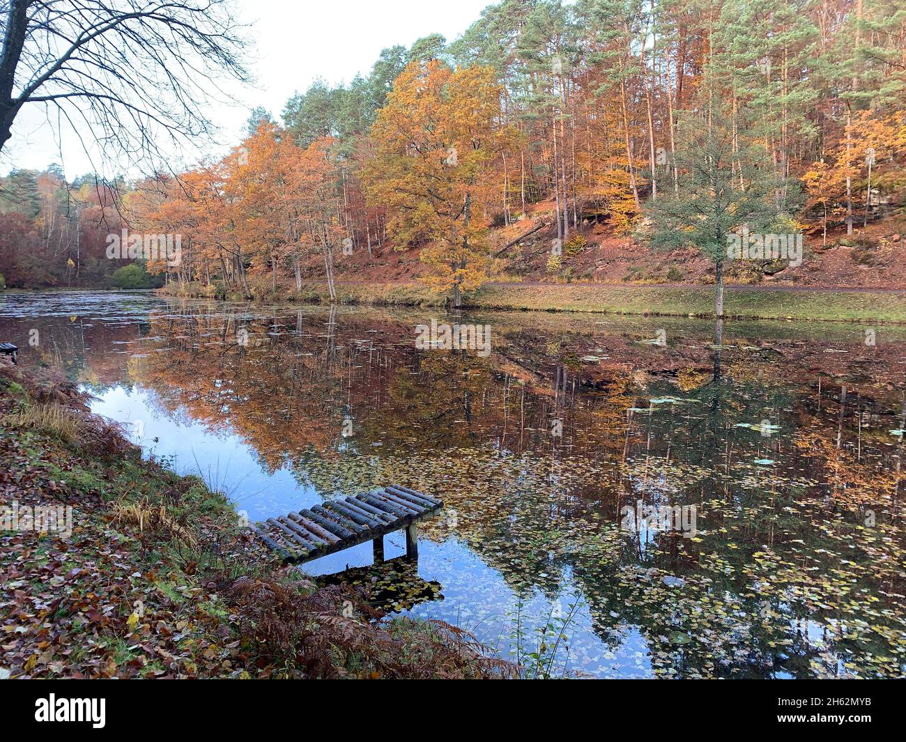 Stüdenbach bei Eppenbrunn (Pfalz) im Herbst, Anfang November mit Herbstlaub Foto Stock