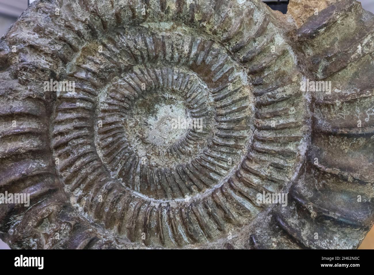inghilterra, hampshire, portsmouth, southsea, cumberland house museo di storia naturale, mostra di fossili Foto Stock