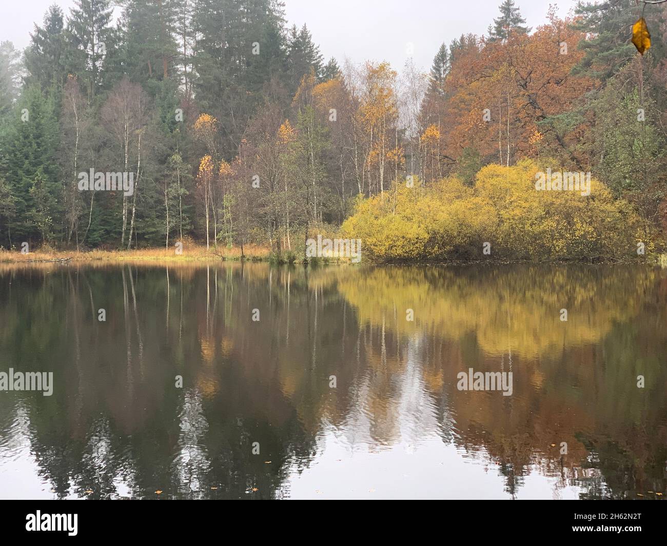 Spießweiher bei Eppenbrunn (Pfalz) im Herbst Foto Stock