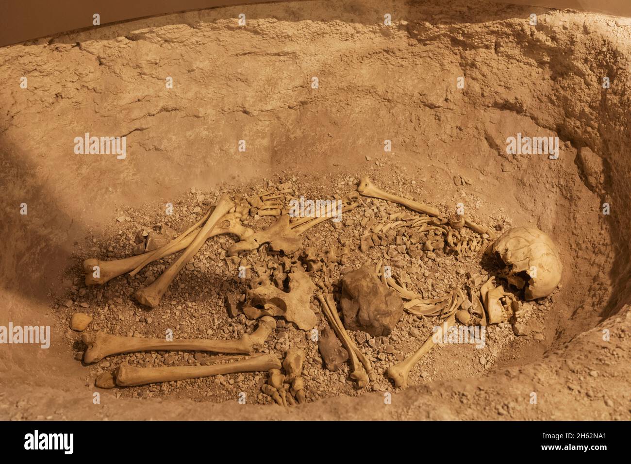 inghilterra,hampshire,andover,andover museo e museo dell'età del ferro,mostra di antica sepoltura che contiene scheletro umano Foto Stock