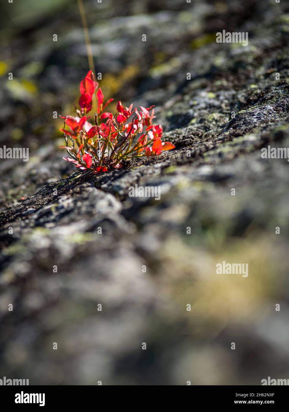 pianta piccola con foglie rosse su pietra Foto Stock