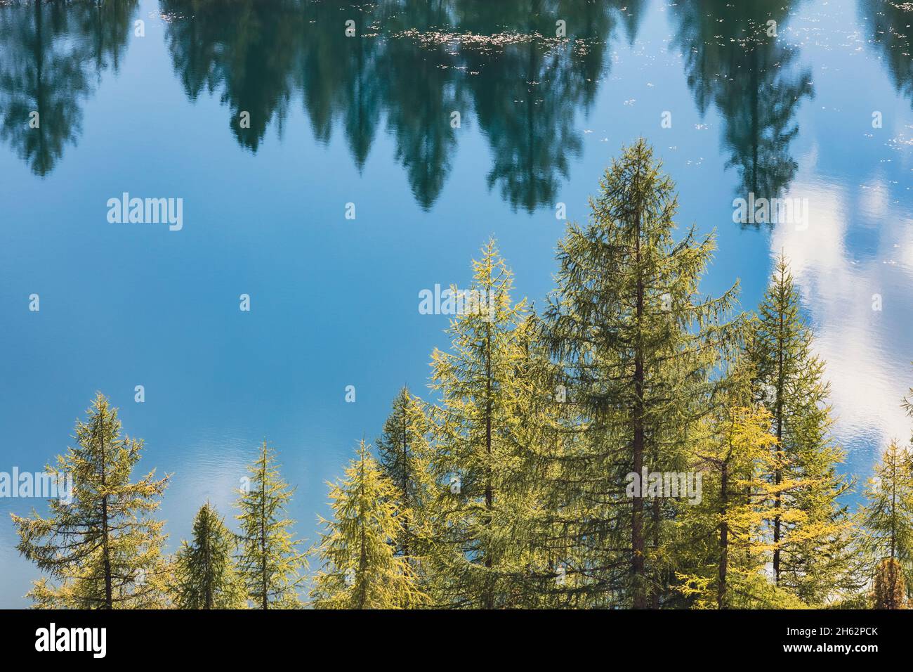 alberi e acqua,particolare del lago federa,cortina d'ampezzo,belluno,veneto,italia Foto Stock