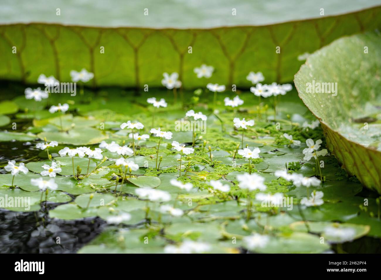 morso di rana,hydrocaris morsus-ranae,lipsia,sassonia,germania,estate Foto Stock
