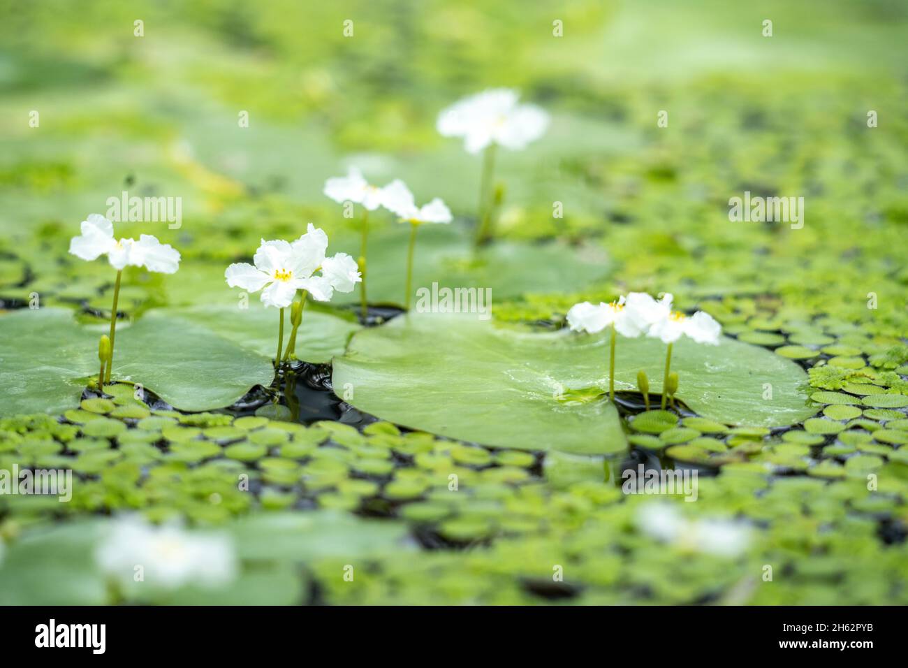 morso di rana,hydrocaris morsus-ranae,lipsia,sassonia,germania,estate Foto Stock